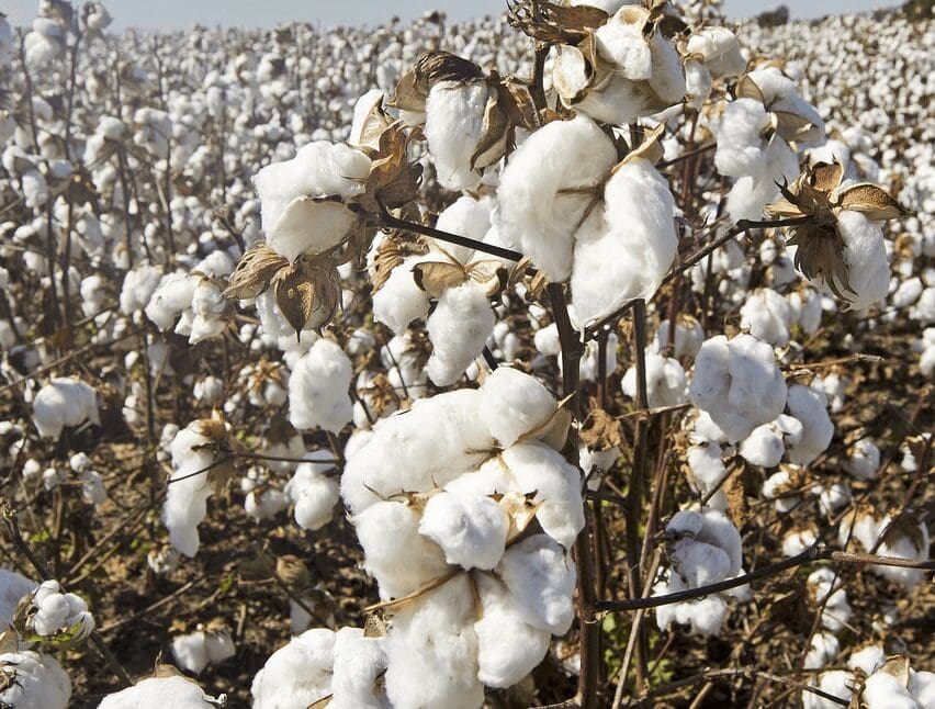 A field of cotton is shown with many white flowers.